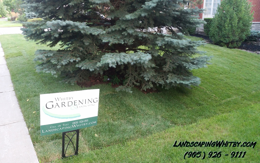 Front Yard Sodding
